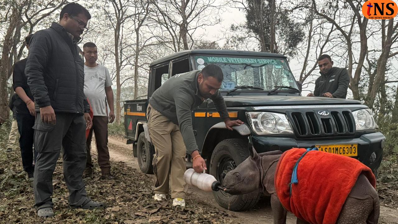Rhino calf rescue Kaziranga: Stranded Rhino Calf Rescued from Burapahar Range, Shifted to CWRC
