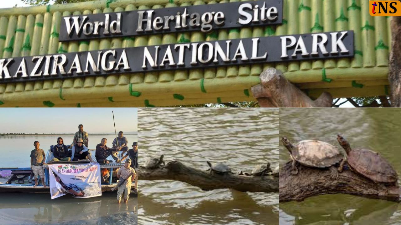 Kaziranga Turtles Survey: Brahmaputra Turtle Survey: 945 Rare Species Found in Kaziranga